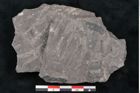 Foto (Detailansicht) von Blechnum priscum Ettingshausen (NHMW-GEO-2024-0188-10207)